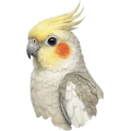 عروس هلندی