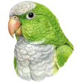 راهب