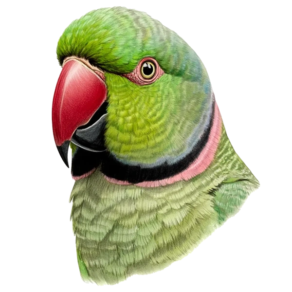 شاه طوطی