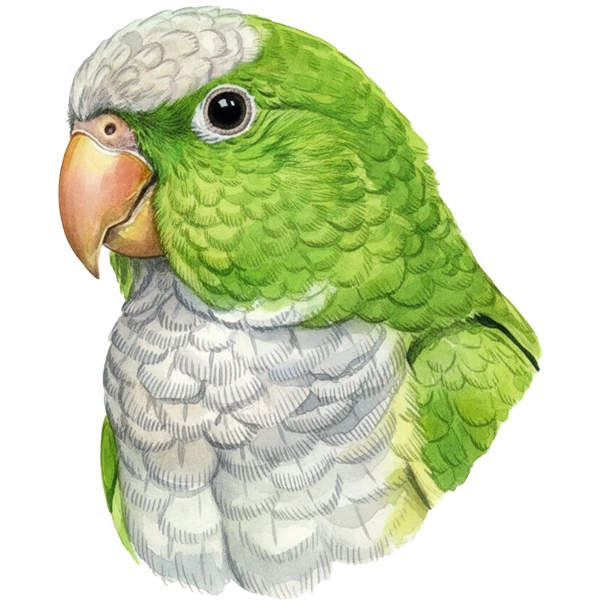 راهب